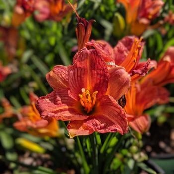 Hemerocallis 'Younique Red'