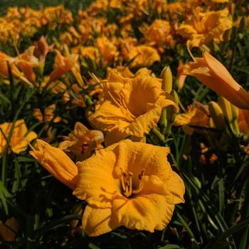 Hemerocallis 'Younique Yellow' 