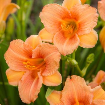 Hemerocallis 'VER00213' PP26605