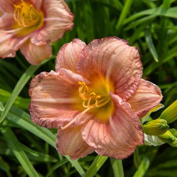 Hemerocallis 'Rosy Ruffles' 