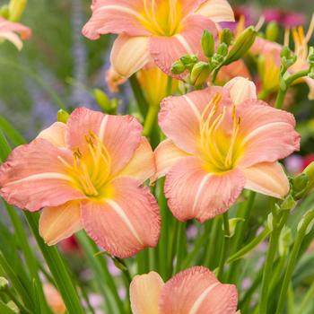 Hemerocallis 'Strawberry Swirl' 