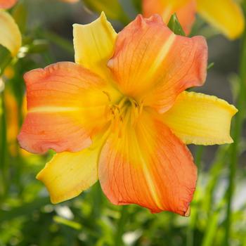 Hemerocallis 'Yellow Parfait' 