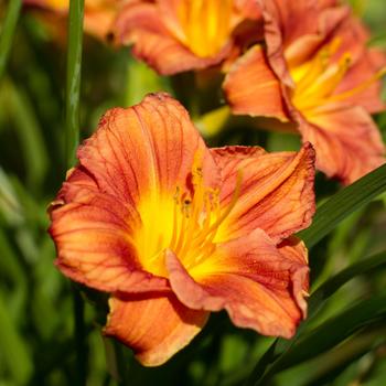 Hemerocallis 'Orange Tart' 