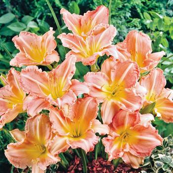 Hemerocallis 'Calypso Coral' 