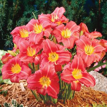 Hemerocallis 'Rasperry Tonic' 