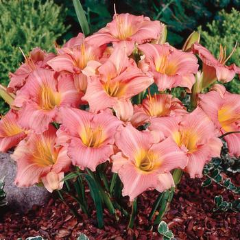 Hemerocallis 'Rose Veil' 