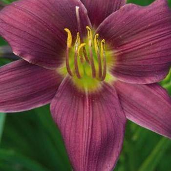 Hemerocallis 'Stella In Purple'