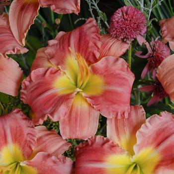 Hemerocallis 'Stolen Treasure' 