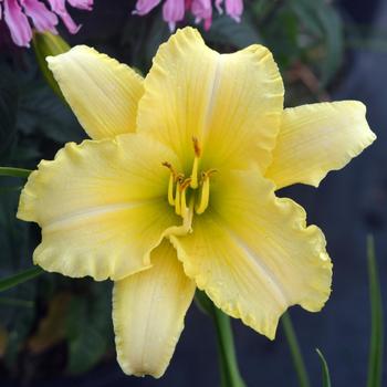 Hemerocallis 'Twice as Nice™ Cream'