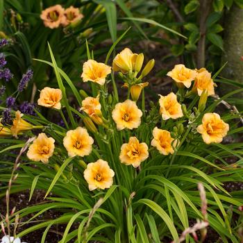 Hemerocallis 