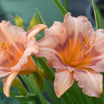 Hemerocallis 