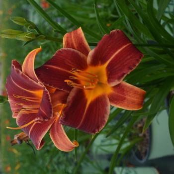 Hemerocallis 