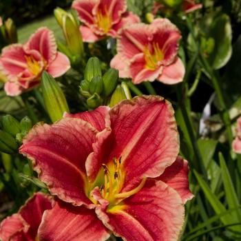 Hemerocallis 