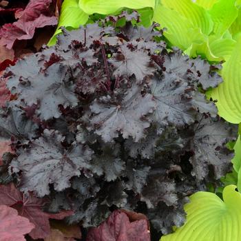 Heuchera 'Ruffles 'n Truffles' PPAF