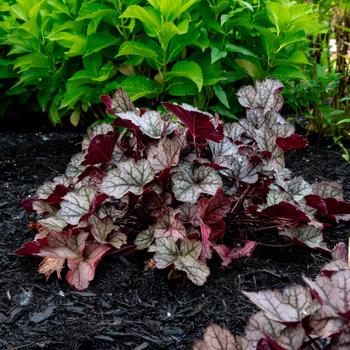 Heuchera 'Spice Curls™' (306746)