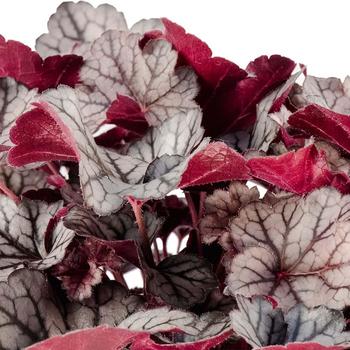 Heuchera 'Spice Curls™' (306747)