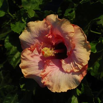Hibiscus rosa-sinensis 'First Kiss™' 