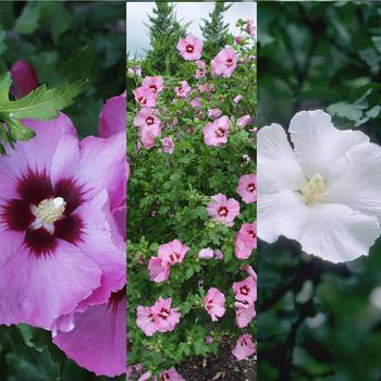Hibiscus syriacus 'Goddess Group Medley' 