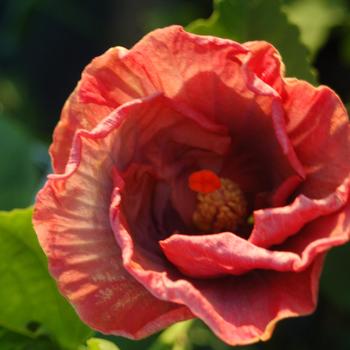 Hibiscus rosa-sinensis 'Hugs and Kisses™' 