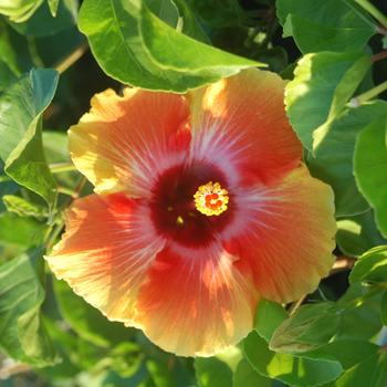 Hibiscus rosa-sinensis 'Spin the Bottle™' 
