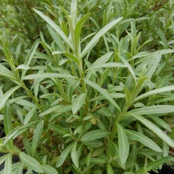 Hippophae rhamnoides 'Sprite' 