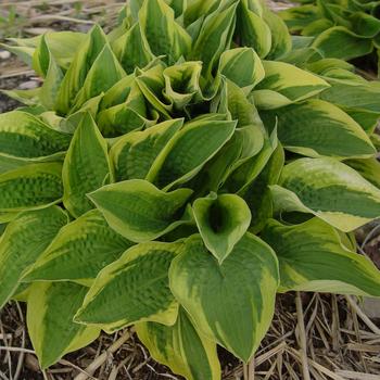Hosta 'Fortunei Aureomarginata' 