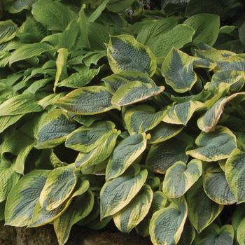 Hosta 'Tokudama Flavocircinalis' (306755)