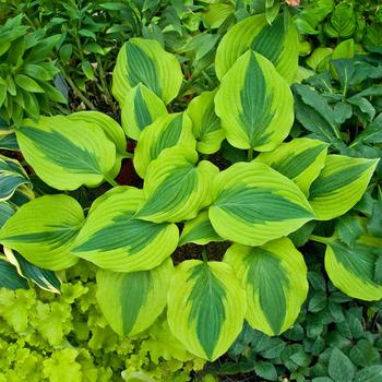 Hosta 'Goodness Gracious' 