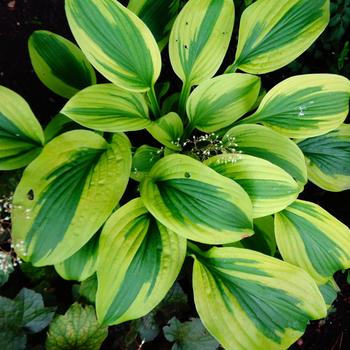 Hosta 'Moon Split' 