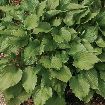 Hosta 'Stirfry' 