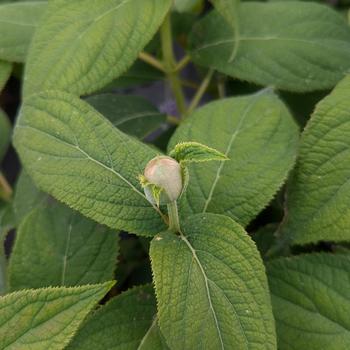Hydrangea involucrata '' (306761)