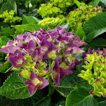 Hydrangea macrophylla 'Deep Purple™' PP28940
