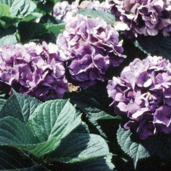 Hydrangea macrophylla 'Purple Majesty' 