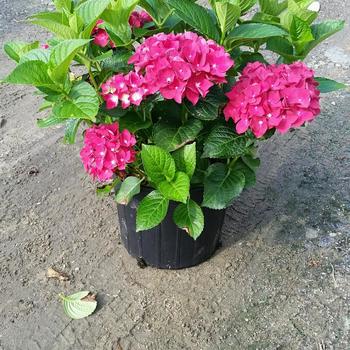 Hydrangea macrophylla 'Red Romance' 