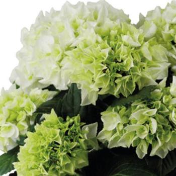 Hydrangea macrophylla 'White Shadow' 