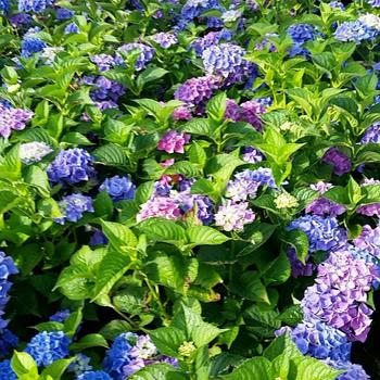 Hydrangea macrophylla 'Blue Sunset' 