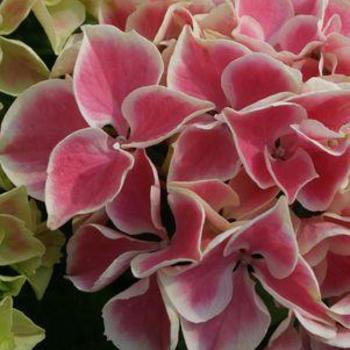 Hydrangea macrophylla 'Edgy Hearts™' 