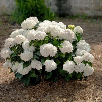 Hydrangea macrophylla 'Dreamcloud®' PP36306