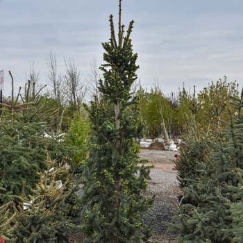 Picea mariana 'Wellspire' 