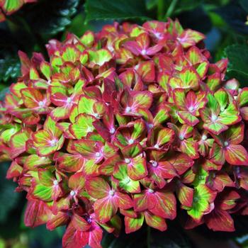 Hydrangea macrophylla Next Generation® 'Pistachio' (306779)
