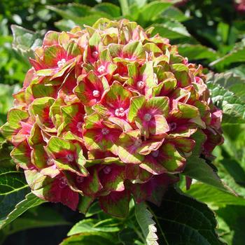 Hydrangea macrophylla Next Generation® 'Pistachio' (306780)