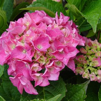 Hydrangea macrophylla 'Pink Elf® (Pia)' 