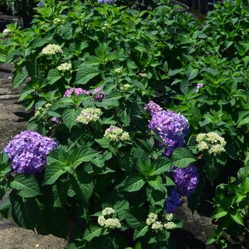Hydrangea macrophylla 'COF HM3' PPAF