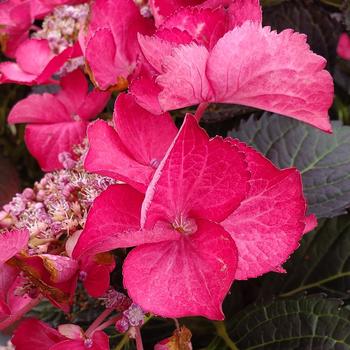 Hydrangea macrophylla Tuxedo® '' (306784)