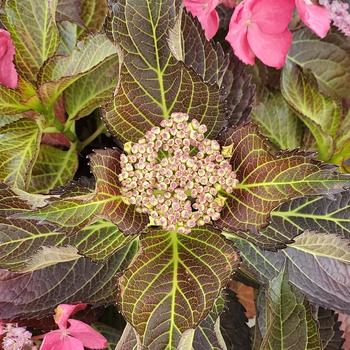 Hydrangea macrophylla Tuxedo® '' (306785)