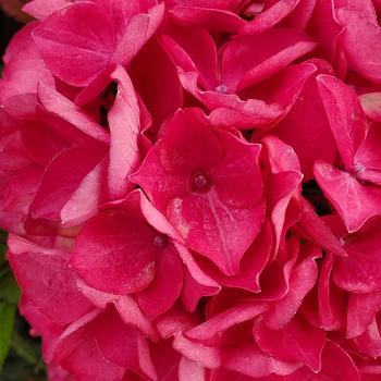 Hydrangea macrophylla Tuxedo® '' (306786)