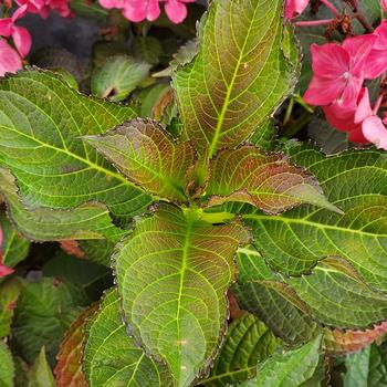 Hydrangea macrophylla Tuxedo® '' (306787)