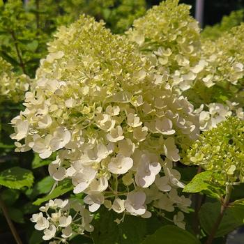 Hydrangea paniculata 'Pandora' (306789)