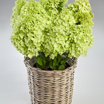 Hydrangea paniculata 'Pandora' (306790)