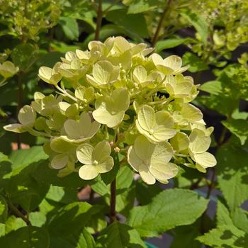 Hydrangea paniculata 'Panflora' (306791)